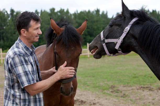 istock A man stands with a horse on a ranch on a sunny day 1339696295