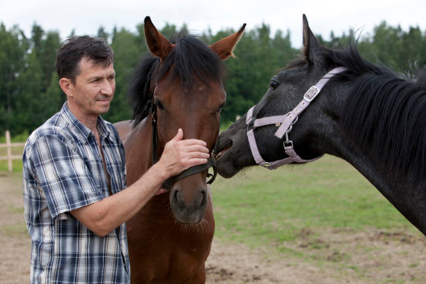 istock A man stands with a horse on a ranch on a sunny day 1339696345