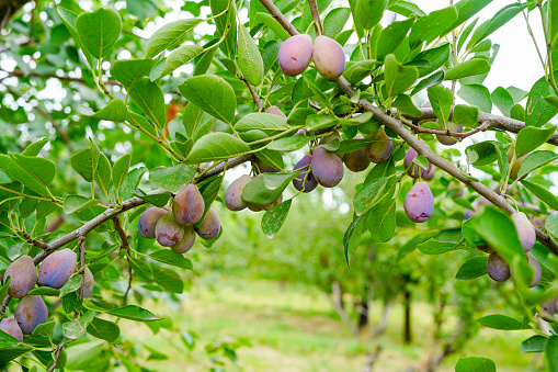 Closeup of ripe organic plums (old kind) on the tree