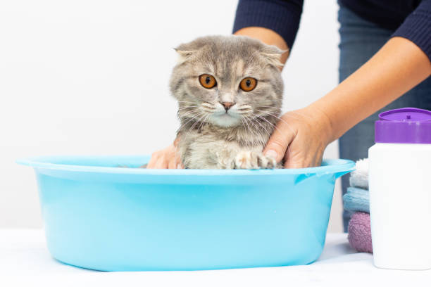 istock Scottish fold gray kitten lies in a washstand 1339696730