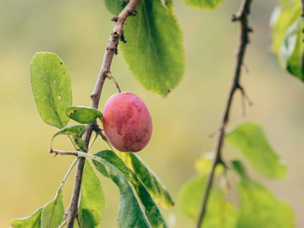 istock Close-up of plum 1339697013