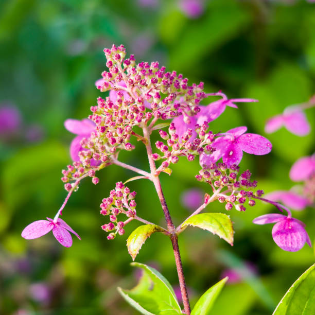 istock Beautiful inflorescences of cardiandra 1339698185