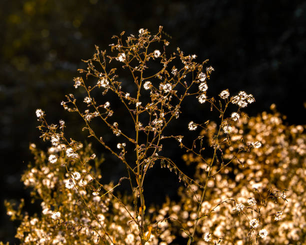 istock Sunlit dried wild plant, dark background 1339698186