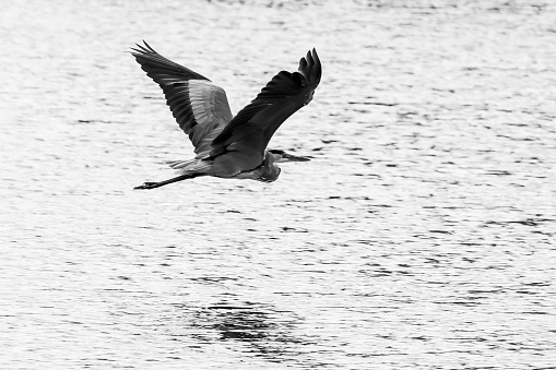 Heron flying over water surface of lake, black white picture, reflections on water