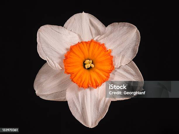 Daffodil Closeup Stock Photo - Download Image Now - Beauty In Nature, Botany, Color Image