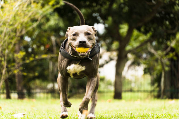 istock Pit bull dog playing and having fun in the park. Cloudy day. Selective focus 1339704740