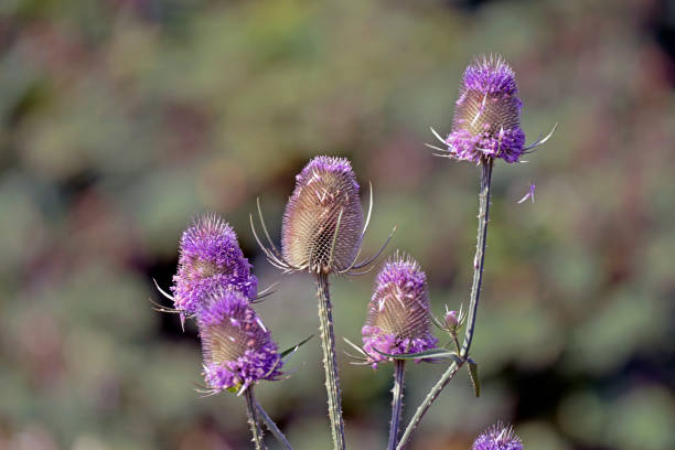 A close up shot of a teasel heads still in flower.The background is thrown out of focus leaving  room for copy space.