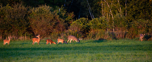 White-tailed deer (odocoileus virginianus) standing in a Wisconsin hay field in early September