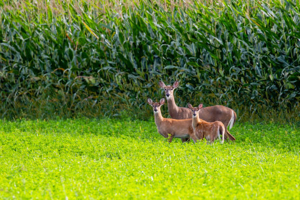 White-tailed deer standing next to a Wisconsin cornfield in early September, horizontal