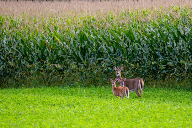 istock White-tailed deer standing next to a Wisconsin cornfield in early September, horizontal 1339707387