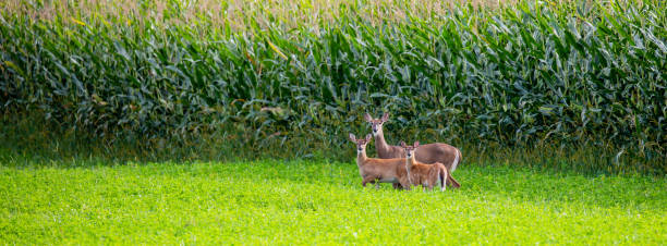 istock White-tailed deer standing next to a Wisconsin cornfield in early September, horizontal 1339707389