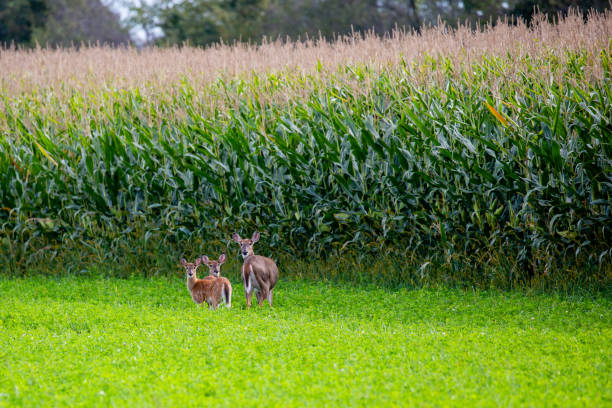 istock White-tailed deer standing next to a Wisconsin cornfield in early September, horizontal 1339707393