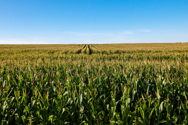 istock Wisconsin cornfield with a blue sky in early September 1339707415