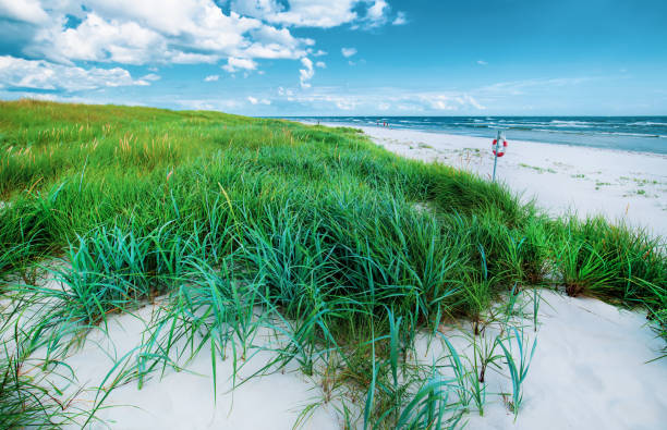 A tranquil beach scene featuring golden grasses in the foreground, with a blurred ocean and sky backdrop.