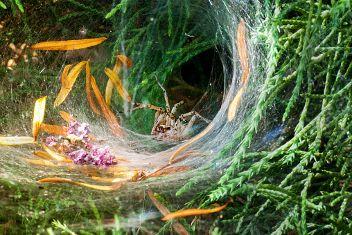 Funnel-web Spider (Agelena Labyrinthica) Looking Out of Web Tunnel