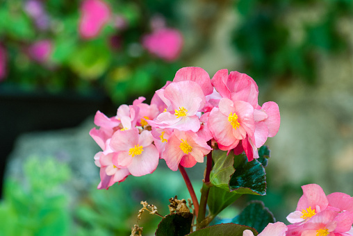 Pink Begonia (Semperflorens Begonias) on Blurred Backgrounds