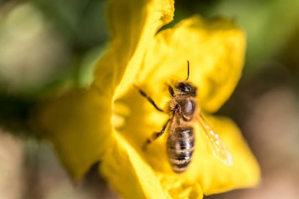 Close up Bee on Yellow Cucumber Flower