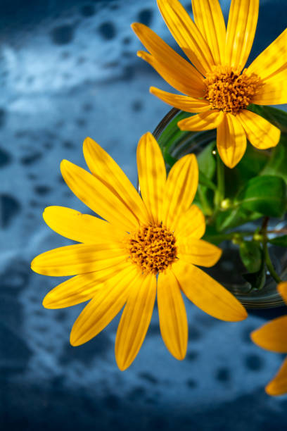 istock yellow flowers top view against blue background 1339709778