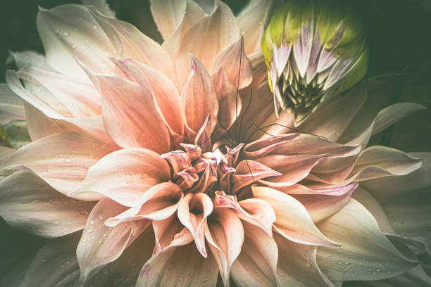 Dahlia Flower Vintage Style