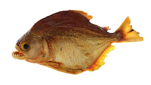 Piranha fish from Amazon basin (Urubu river, Brasil).