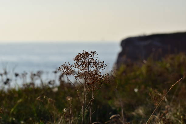Northern gannet ,morus bassanus, on a rock with the blue sea in the background and grasses in the foreground