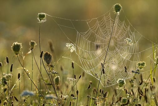 Spider web on summer morning.