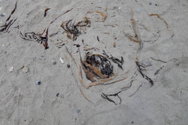 istock Seaweed as a close up on a sandy beach 1339712321