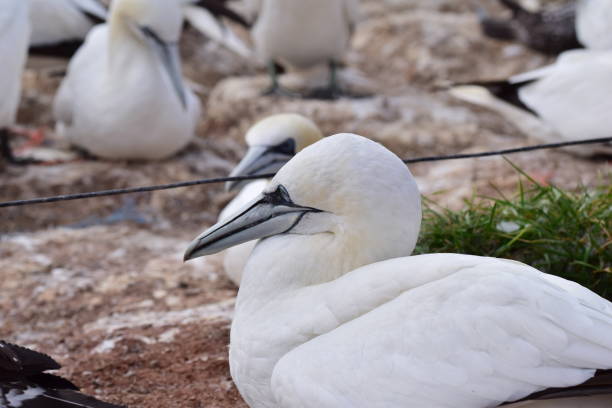istock Northern gannet sitting on a red rock 1339712337