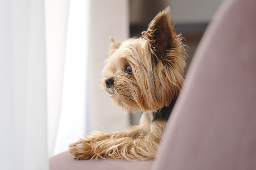Yorkshire Terrier dog lies on a chair and looks out the window.