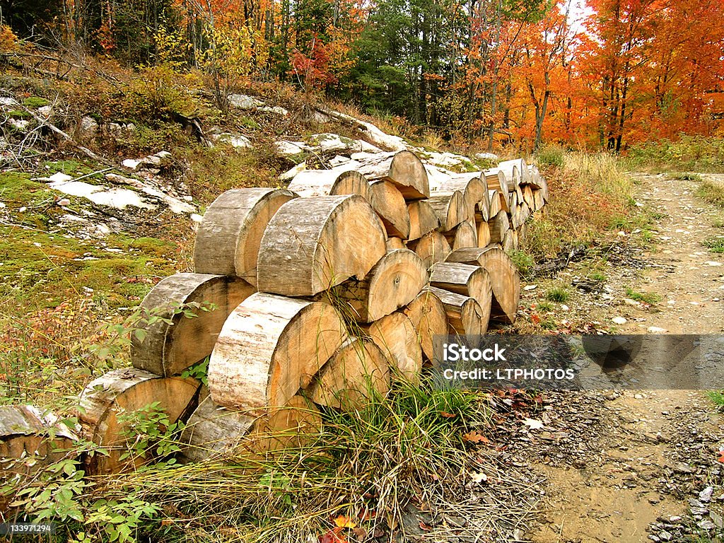 Ein Haufen von Brennholz im Herbst - Lizenzfrei Baum Stock-Foto