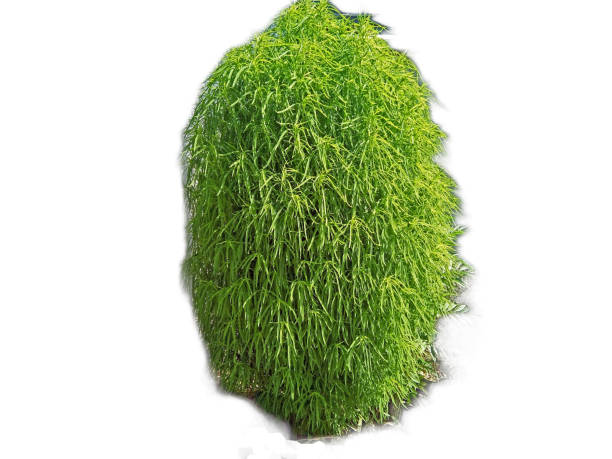 istock Sulphurweed plant isolated on white 1339713342