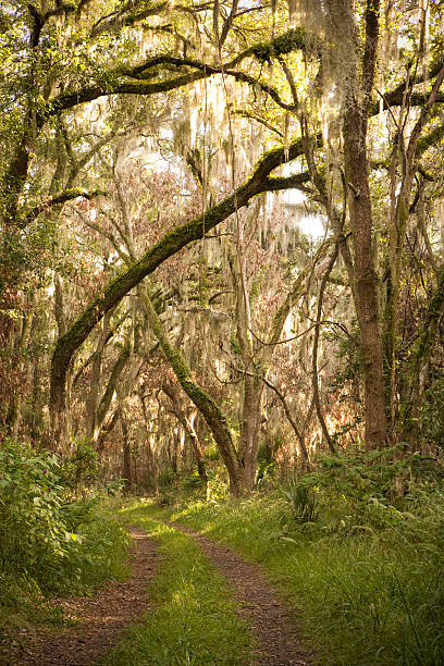 Forêt avec le chemin - Photo