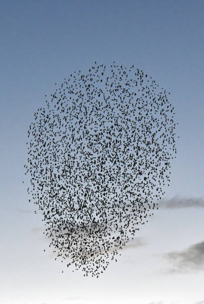 istock Murmuration of Starlings against a blue evening sky with copy space. 1339714597
