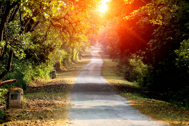 Beautiful country road in the middle of forest.