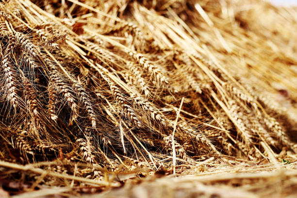 밀 작물 보리 닫기 - non urban scene barley cereal plant straw 뉴스 사진 이미지