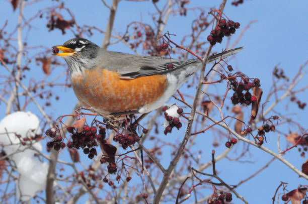 istock American robin bird or Turdus migratorius in tree 1339716787