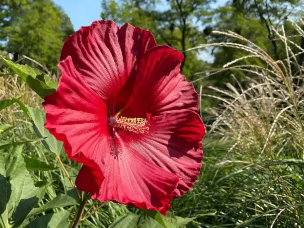 HIBISCUS flower. Hibiscus moscheutos Luna beautiful ormanental garden tropical plant. Bright pink red petals of  Rose Mallow flower.