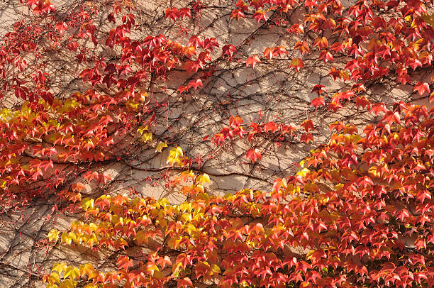 istock nature in detail 133971846