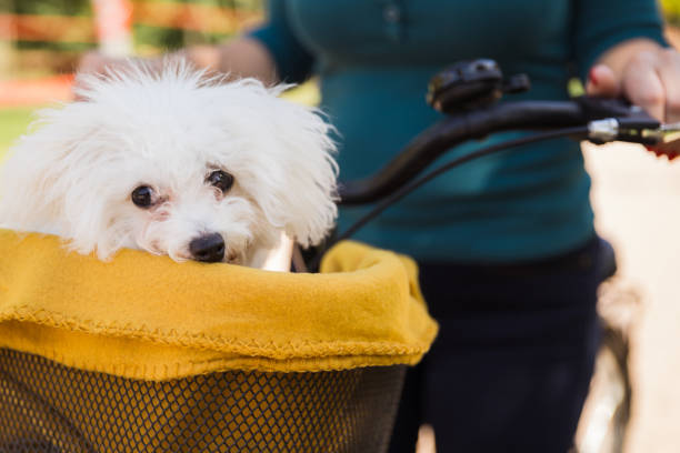 istock Fluffy white dog travelling covered in a blanket in a bicycle basket 1339720090