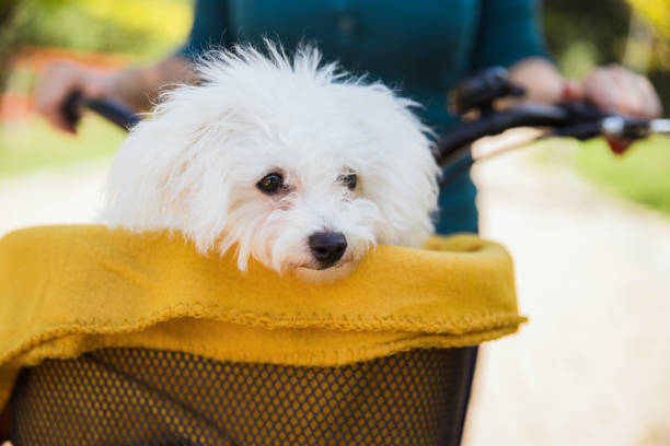 istock Fluffy white dog travelling covered in a blanket in a bicycle basket 1339720092