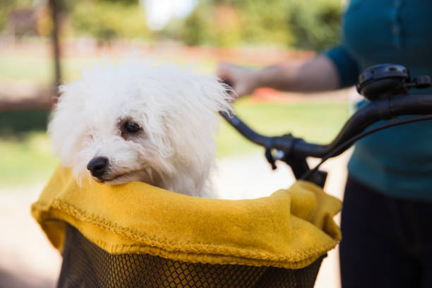 istock Fluffy white dog travelling covered in a blanket in a bicycle basket 1339720094