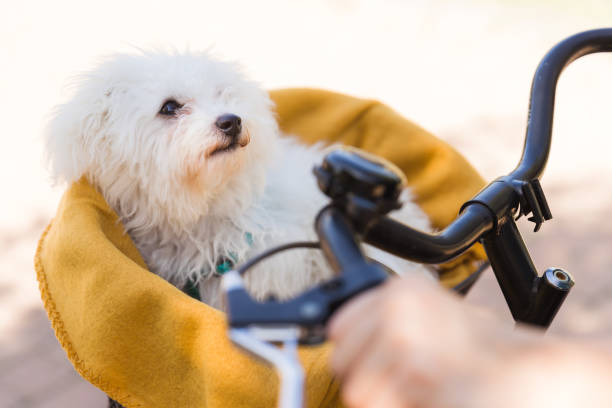 istock Fluffy white dog travelling covered in a blanket in a bicycle basket 1339720117