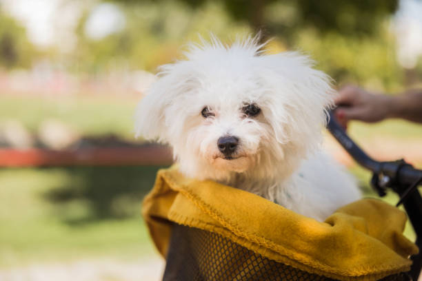 istock Fluffy white dog travelling covered in a blanket in a bicycle basket 1339720140