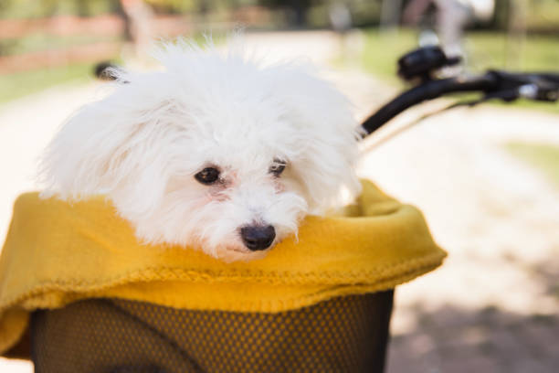 istock Fluffy white dog travelling covered in a blanket in a bicycle basket 1339720155