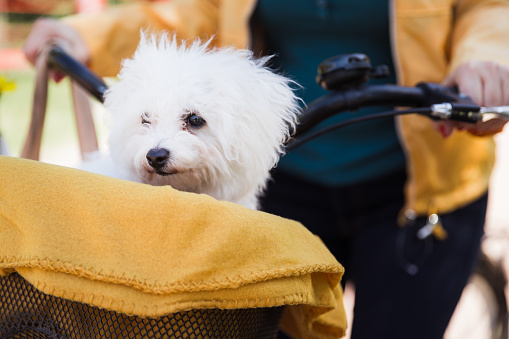 Adorable puppy sitting in a yellow blanket in a bicycle basket and observing surroundings while travelling