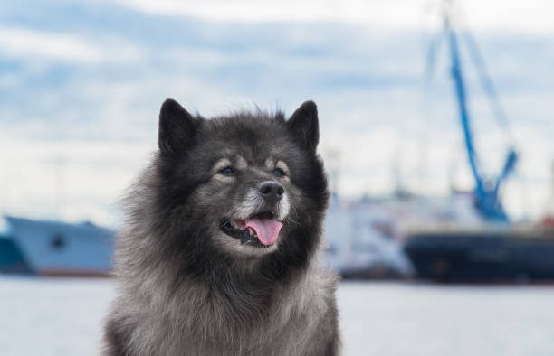 Portrait of Keeshond against the background of the ships stock photo