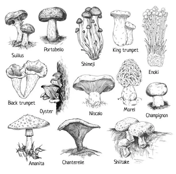 Vector illustration of Type different mushroom. Vintage engraving monochrome black illustration.