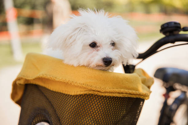 istock Fluffy white dog travelling covered in a blanket in a bicycle basket 1339722895