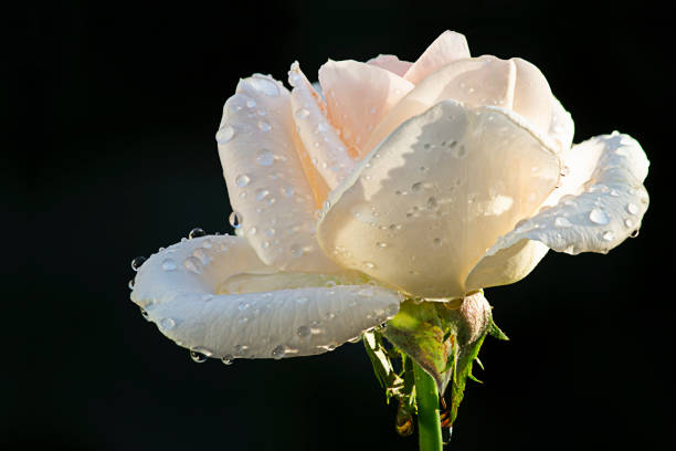 Drops on the rose leaf macro view