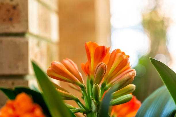 Orange Clivia flowers, beautiful nature background with copy space, full frame vertical composition